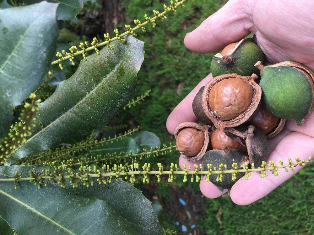 kacang macadamia (instagram.com/bensbeesau)