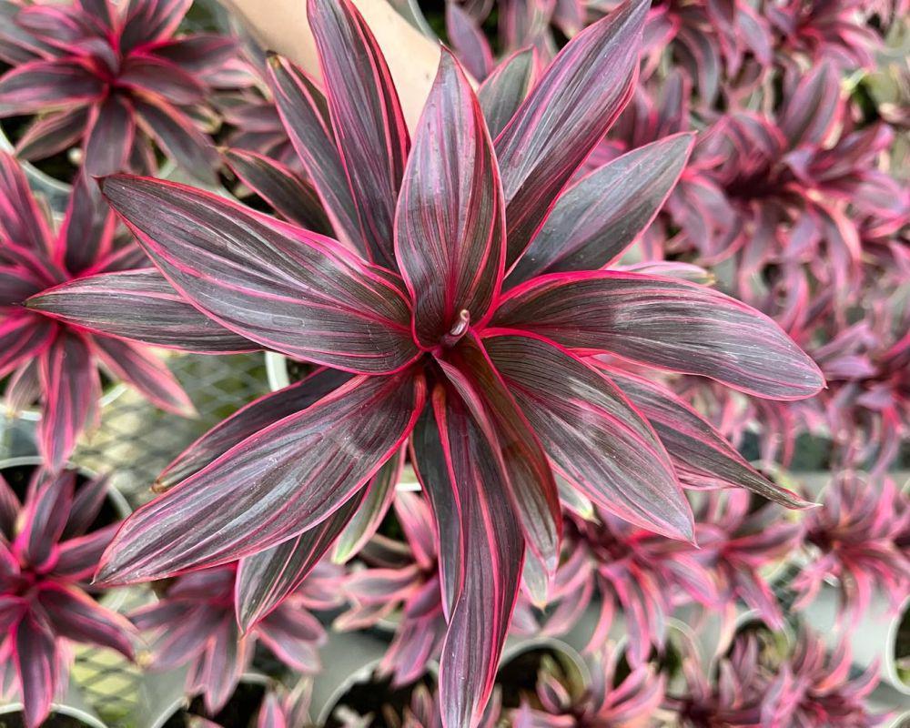 5 Fakta Cordyline, Tanaman Tropis yang Mempercantik Taman