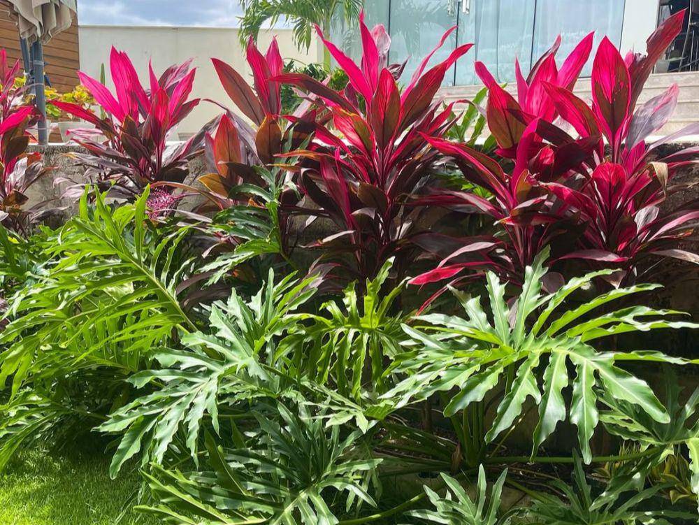 tanaman cordyline (instagram.com/renovagarden_)