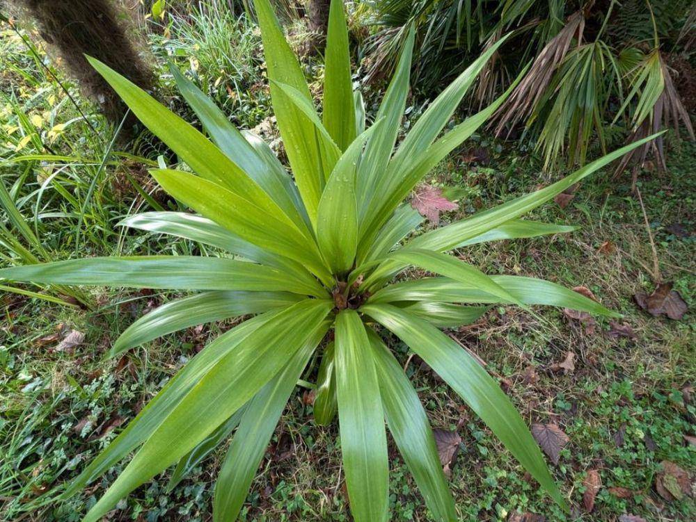 tanaman cordyline (instagram.com/jardindumur)