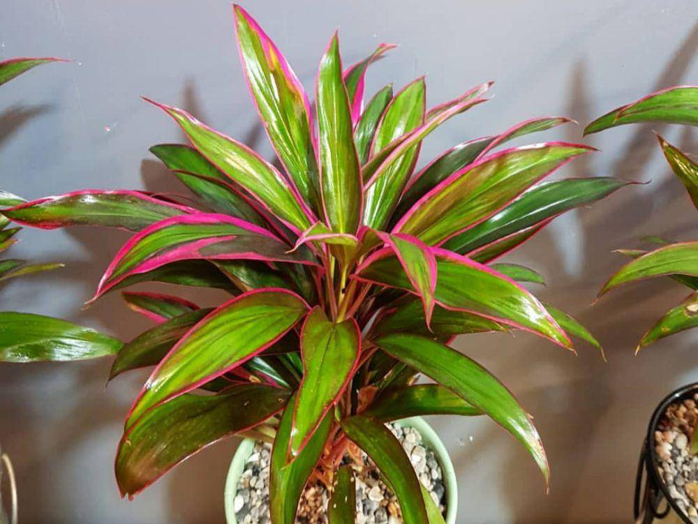 tanaman cordyline (instagram.com/bahargol.ir)
