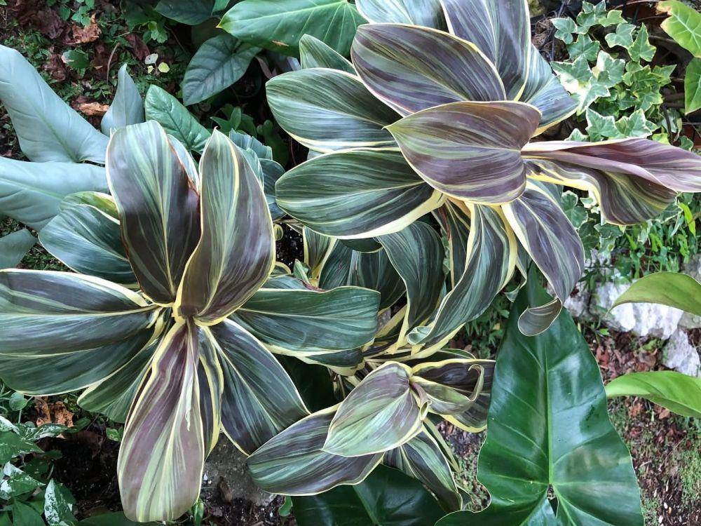 tanaman cordyline (instagram.com/aroidgardener)