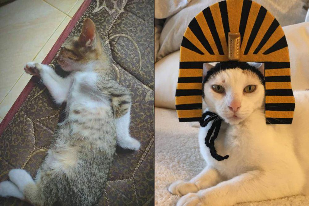 7 Foto Lucu Kucing ala Mesir Kuno, Jadi Firaun dan Sphinx