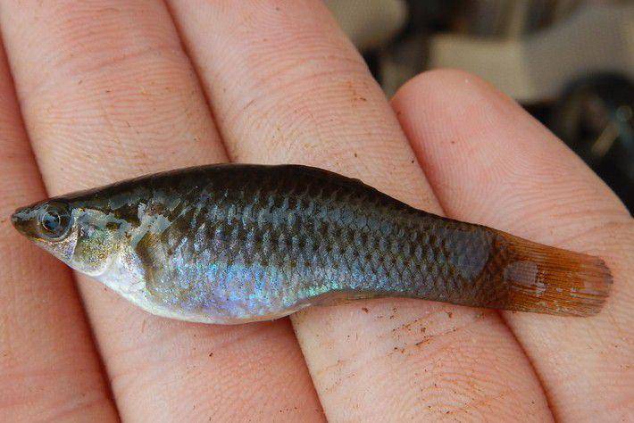 Ikan molly Amazon (inaturalist.org/Fishes of Texas team)