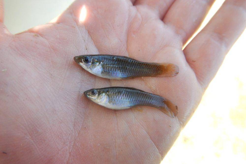 Ikan molly Amazon (inaturalist.org/Fishes of Texas team)