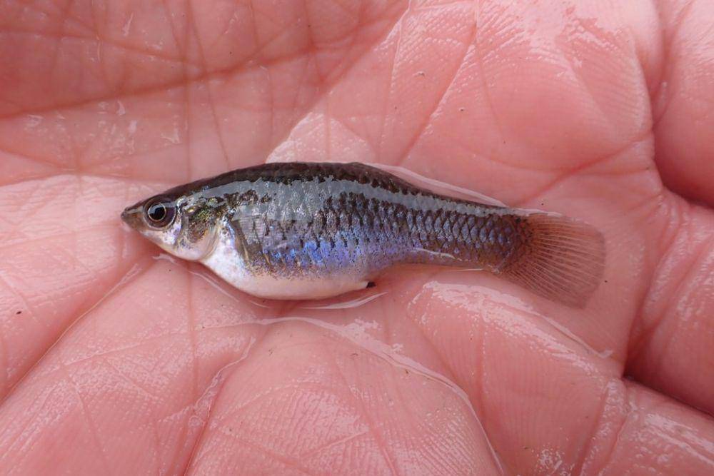 Ikan molly Amazon (inaturalist.org/Fishes of Texas team)