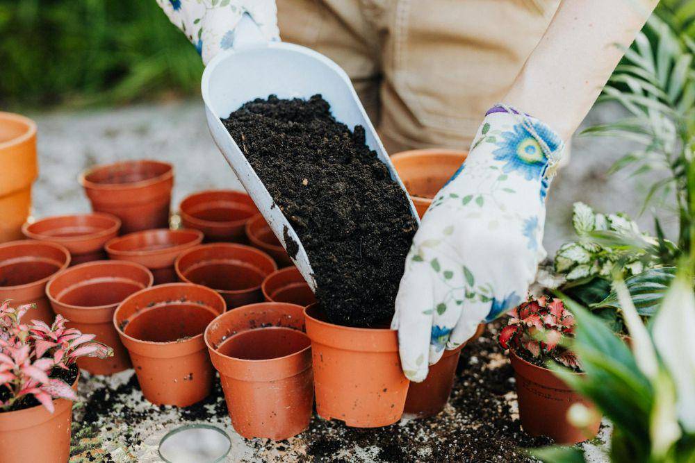 ilustrasi berkebun (pexels.com/karolina-grabowska)