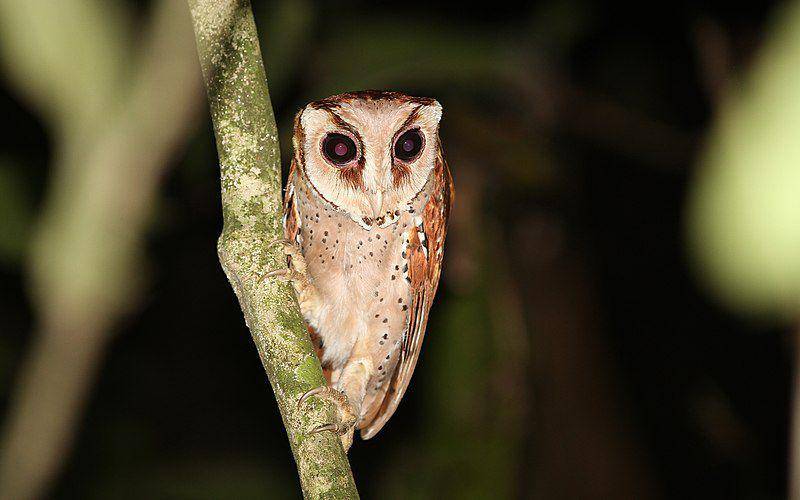 Serak bukit memiliki beragam adaptasi sehingga bisa menjadi predator utama di habitat mereka. (commons.wikimedia.org/Christoph Moning)