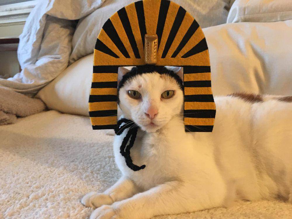 foto lucu kucing dengan vibes Mesir Kuno (reddit.com/purpletomorrow2018)