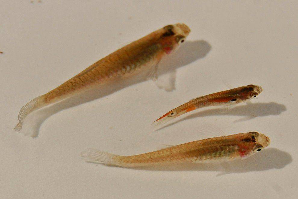 ikan molly Amazon bersama spesies ikan jantan spesies lain (commons.wikimedia.org/Wibowo Djatmiko)