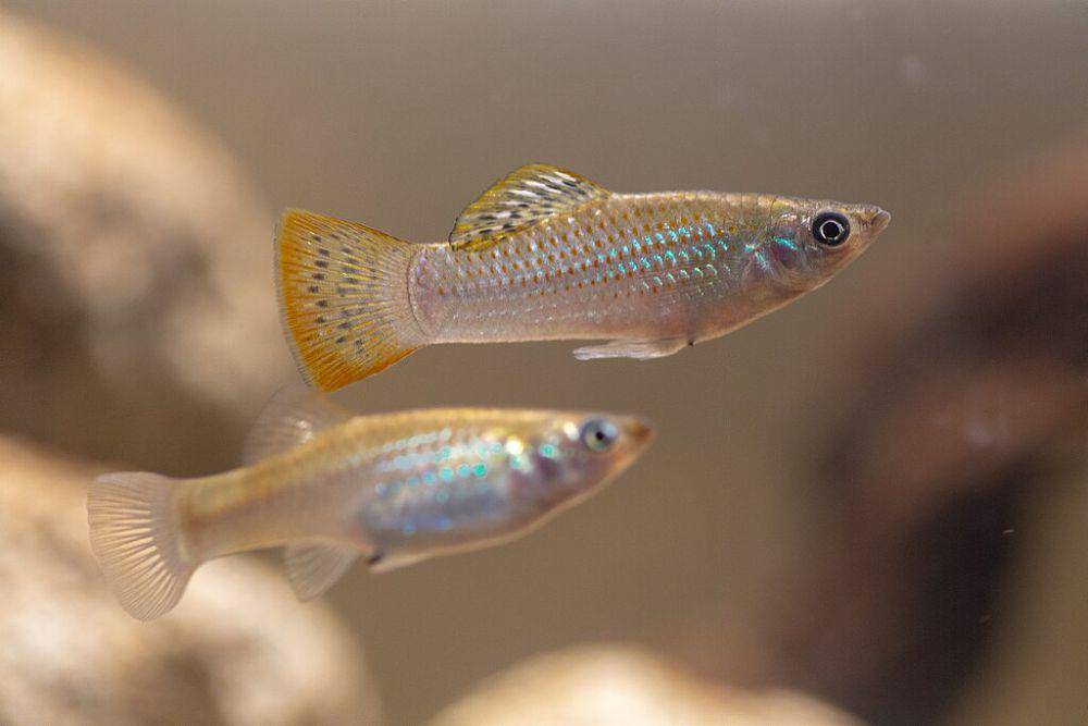 Ikan Poecilia mexicana menjadi salah satu jantan yang kawin dengan ikan molly Amazon (commons.wikimedia.org/Dnoerholm)