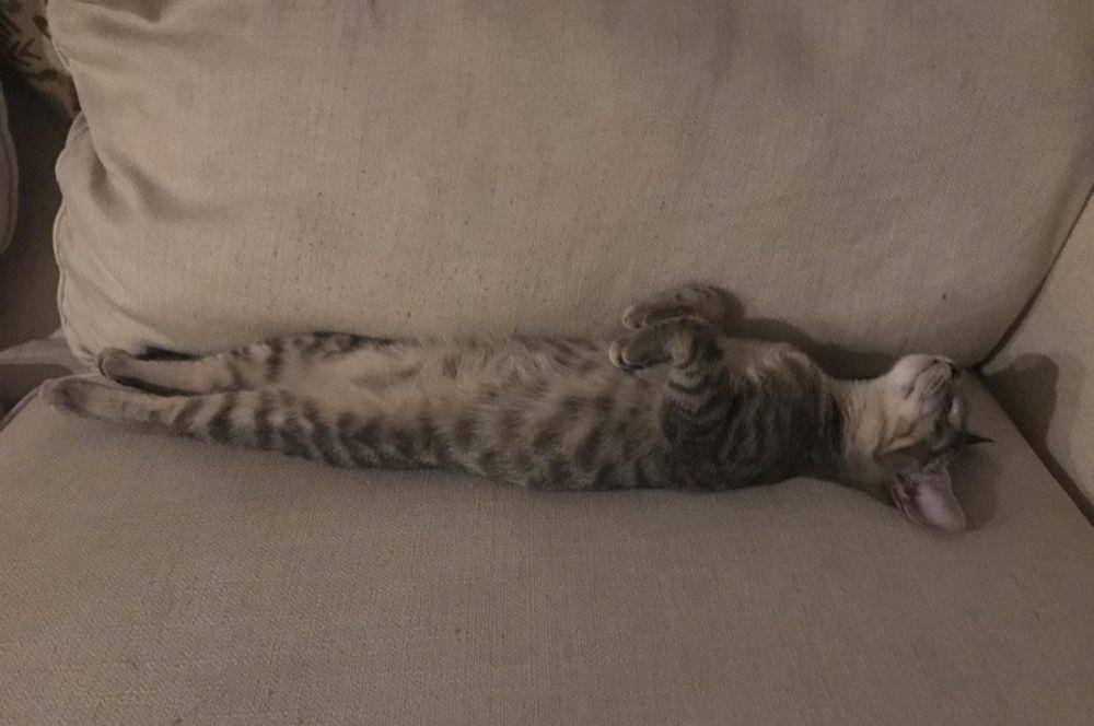 foto lucu kucing dengan vibes Mesir Kuno (reddit.com/chemeng221)