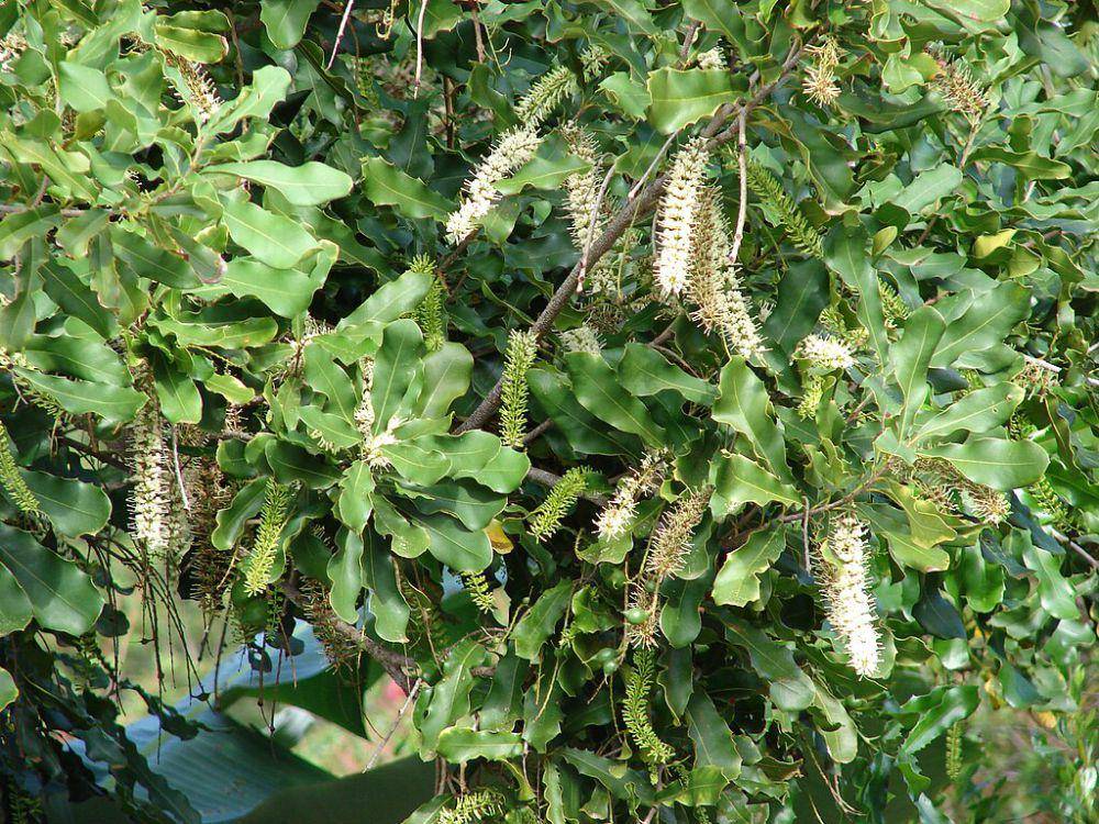 pohon kacang macadamia (commons.wikimedia.org/Forest & Kim Starr)