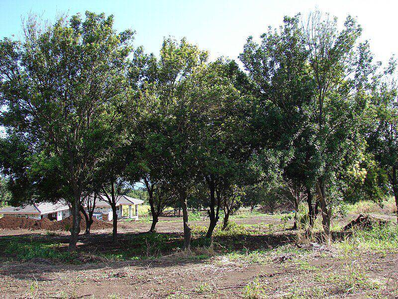 pohon kacang macadamia (commons.wikimedia.org/Forest & Kim Starr)