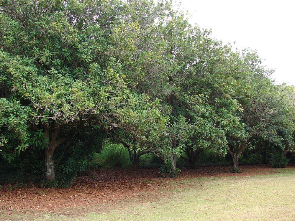 pohon kacang macadamia (commons.wikimedia.org/Forest & Kim Starr)