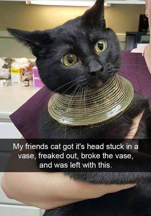 foto lucu kucing dengan vibes Mesir Kuno (reddit.com/BarishNamazov)