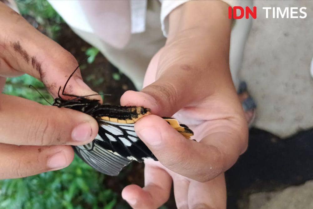 Butterfly Garden (IDN Times/Ayu Afria)