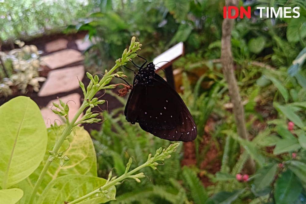 Butterfly Garden (IDN Times/Ayu Afria)