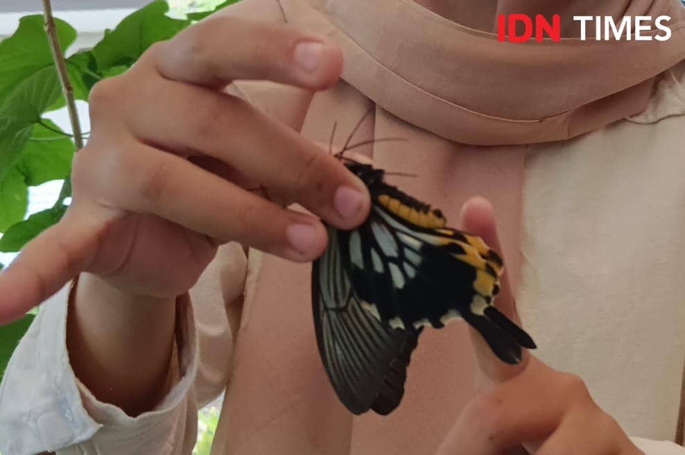 Tips Memegang Kupu-Kupu ala Magic Garden, Bukan Sayapnya