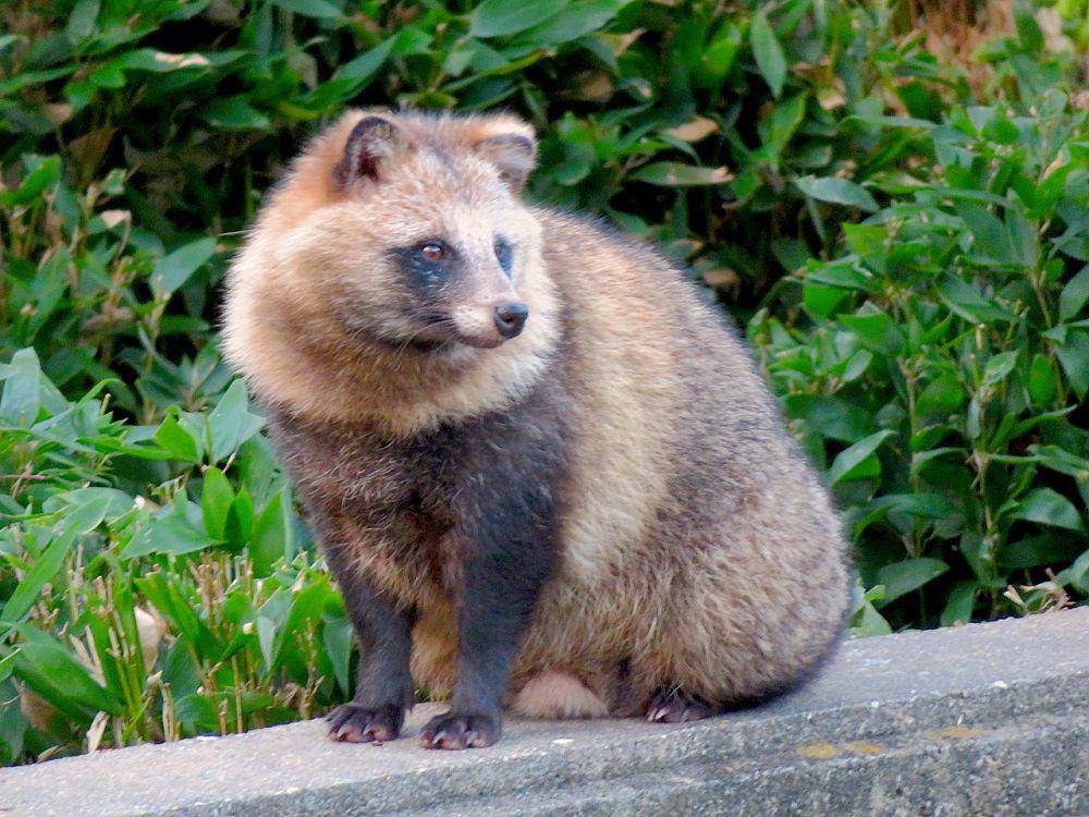 anjing rakun jepang (commons.m.wikimedia.org/KKPCW)