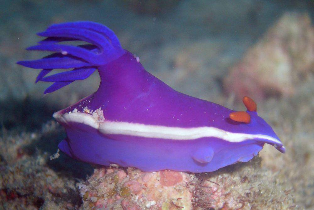 ilustrasi hypselodoris variobranchia (wikimedia.org/Samuel Chow)