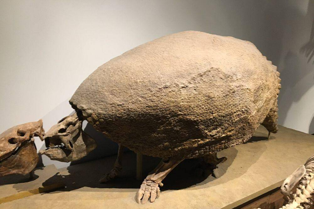 ilustrasi glyptodon (commons.wikimedia.org/Zissoudisctrucker)