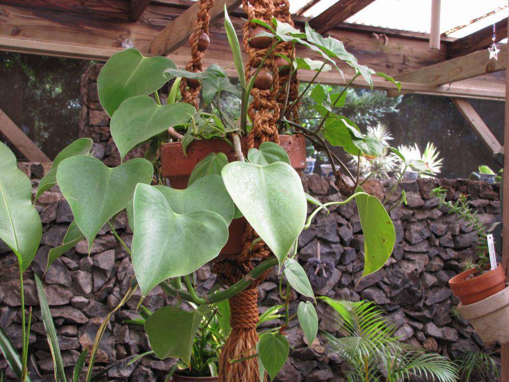 ilustrasi philodendron (flickr.com/Forest and Kim Starr)