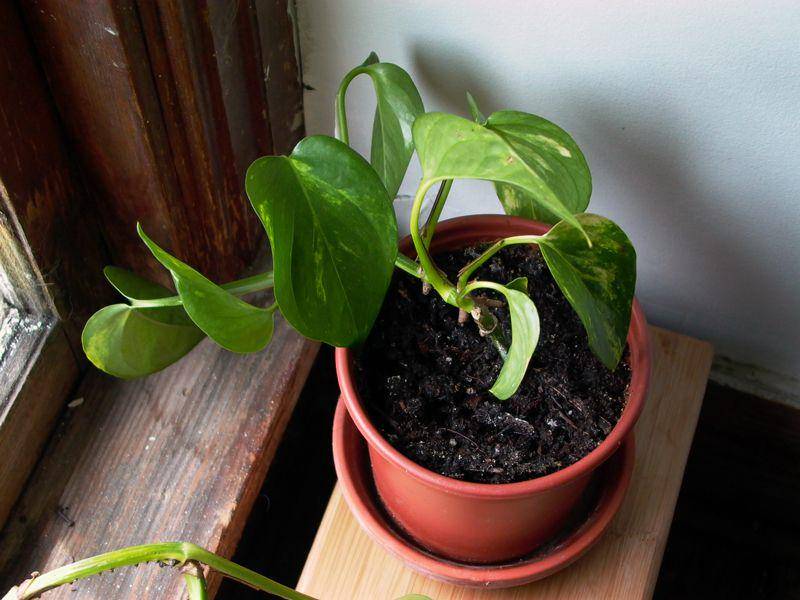 ilustrasi philodendron (flickr.com/indigo nightbird)