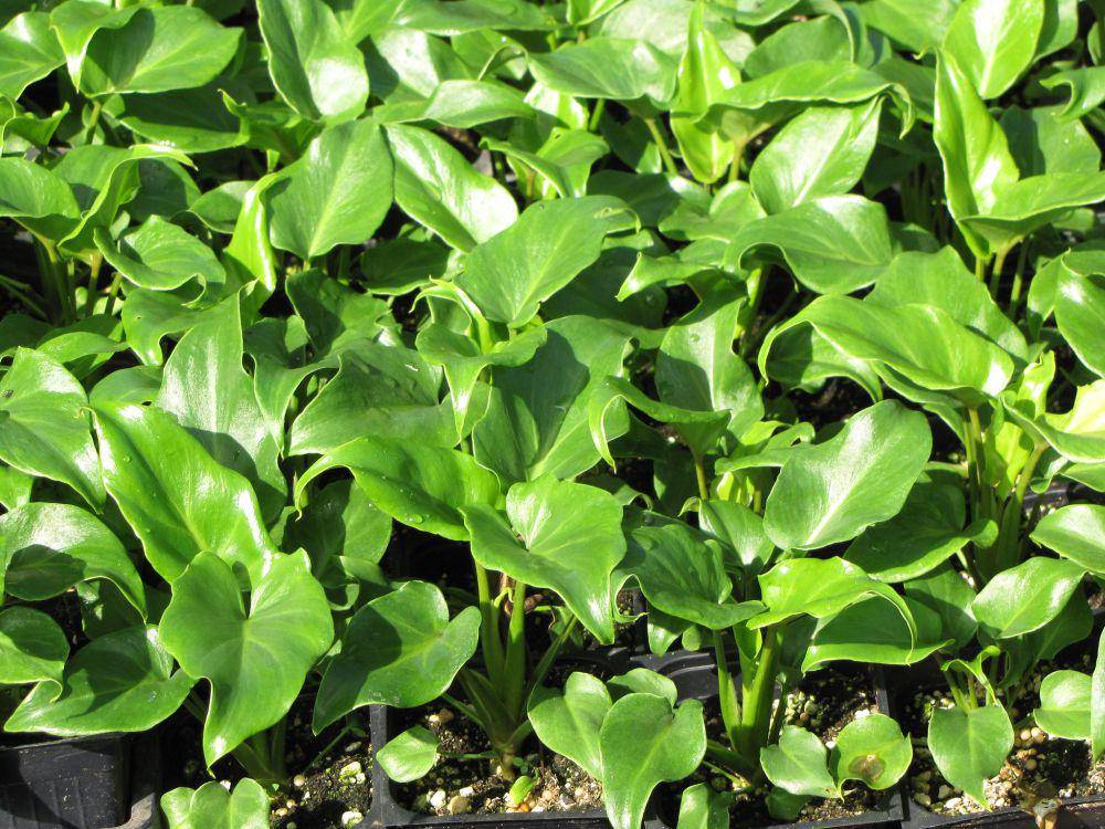 ilustrasi philodendron (flickr.com/Forest and Kim Starr)