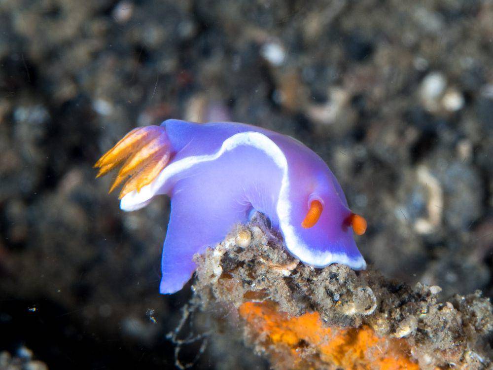 ilustrasi hypselodoris variobranchia (flickr.com/Rickard Zerpe)