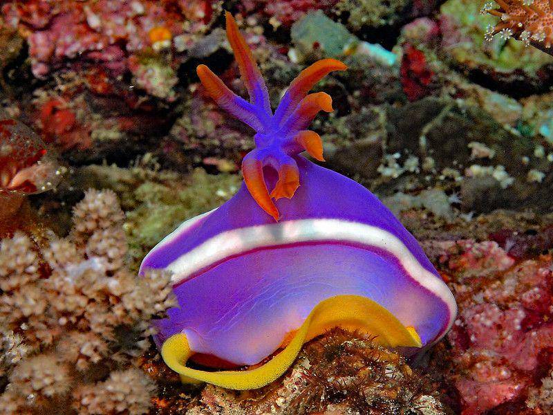 ilustrasi hypselodoris variobranchia (flickr.com/divemecressi)