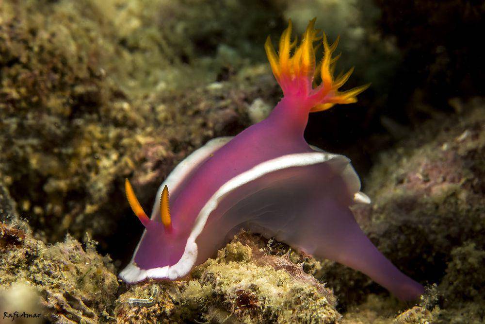 ilustrasi hypselodoris variobranchia (flickr.com/Rafi Amar)