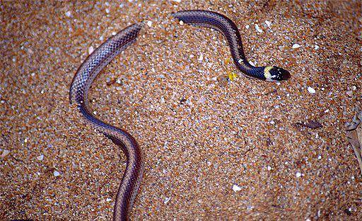 ular kerdil Heteroliodon occipitalis (commons.wikimedia.org/ Bernard Dupont)