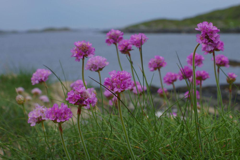 Tanaman sea thrift (flickr.com/Randi Hausken)