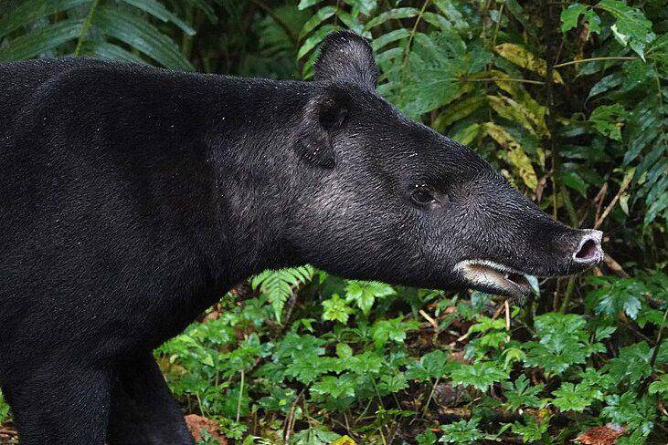 tampak samping tapir gunung (commons.wikimedia.org/desertnaturalist)