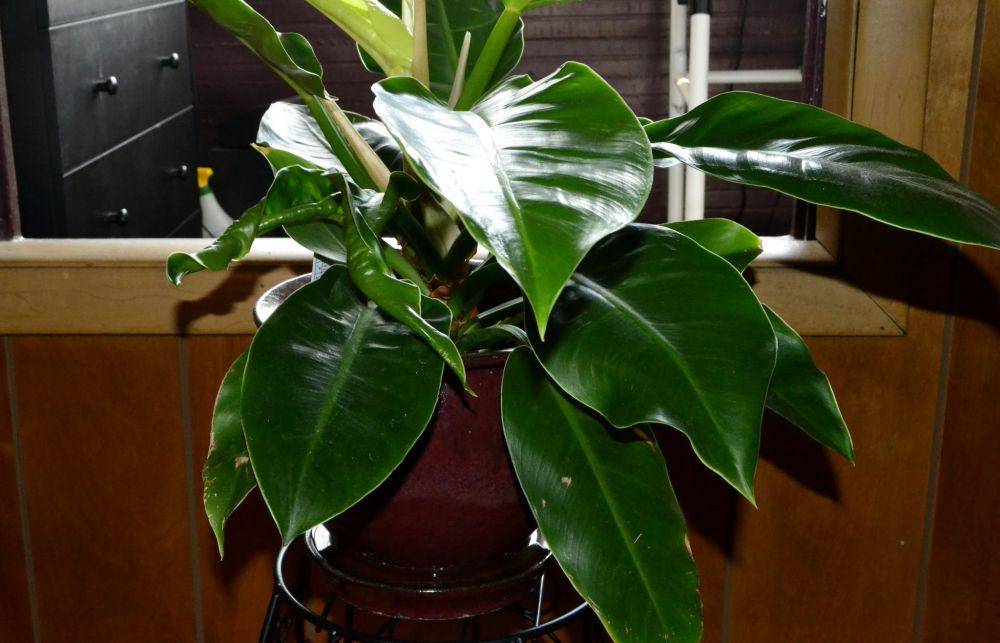 ilustrasi philodendron (flickr.com/Joe Desiderio)