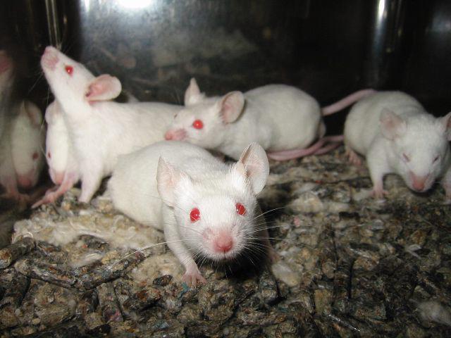 Kenapa Hewan Albino Punya Mata Warna Merah? Ini Penjelasannya