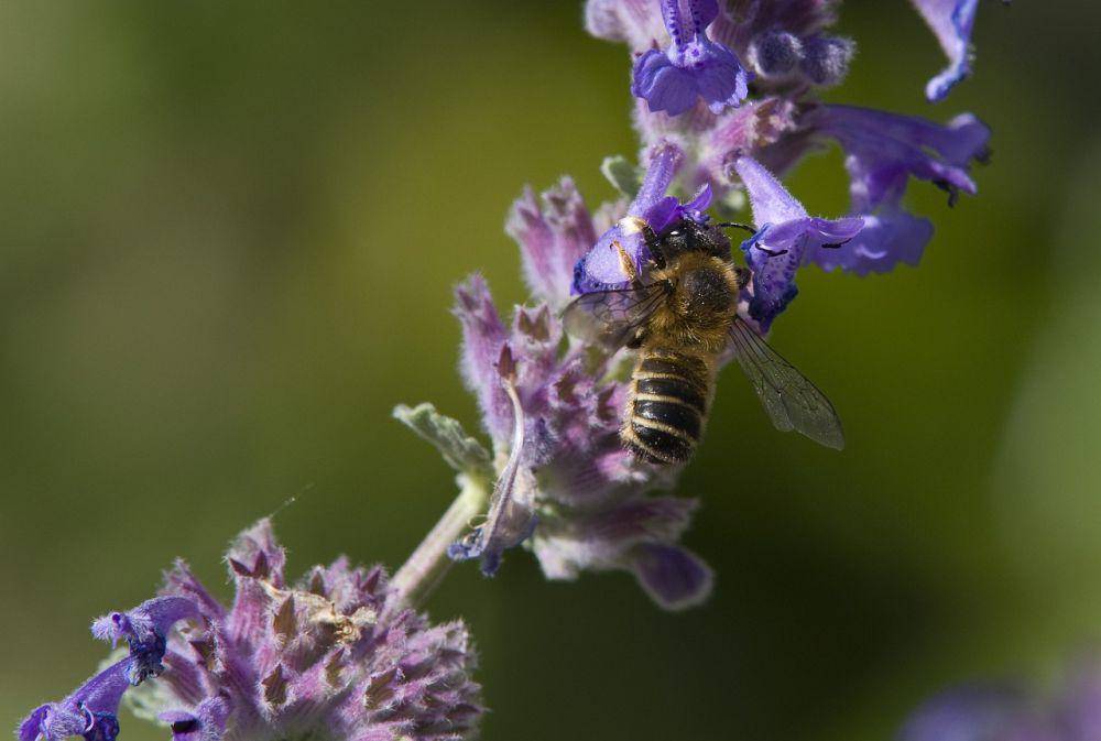 ilustrasi catmint (pixabay.com/DanielWanke)