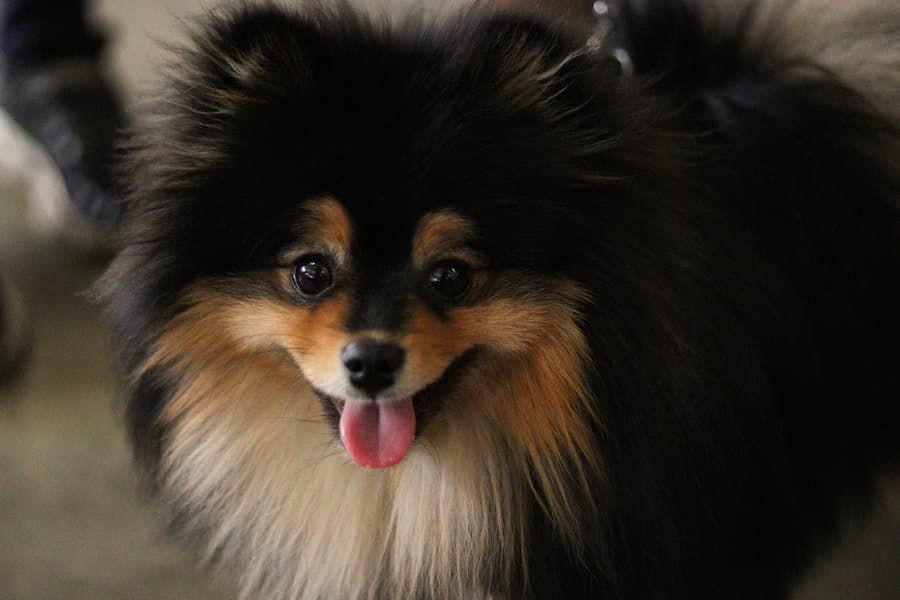 Ciri dan Karakter Pomeranian, Ras Anjing Peliharaan V BTS