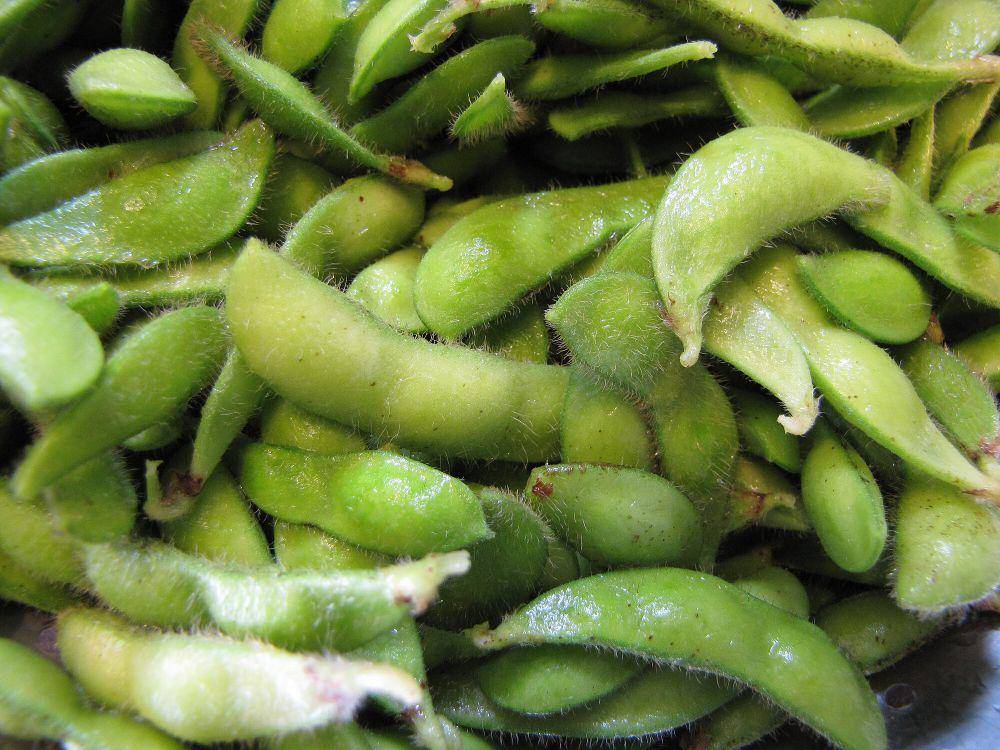 Edamame (commons.wikimedia.org/Forest and Kim Starr)