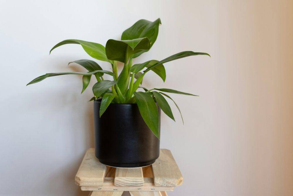 ilustrasi philodendron (unsplash.com/Gigi Visacri)