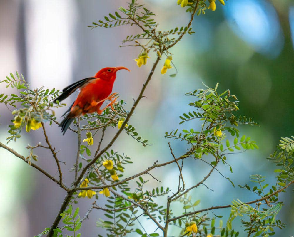 Hawaiian honeycreeper (unsplash.com/Hunter Masters)