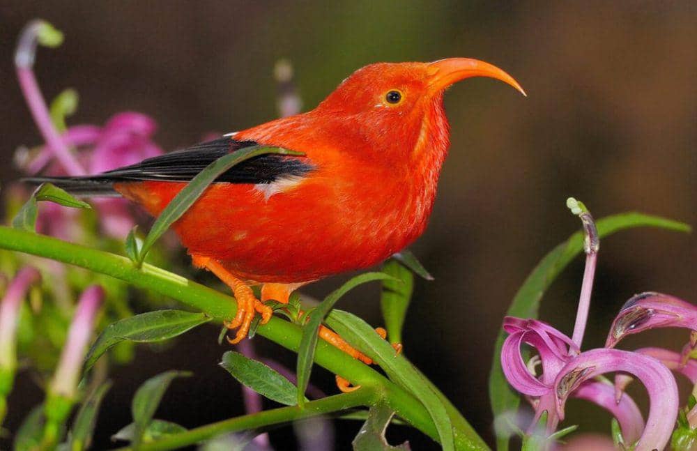 6 Fakta Menarik 'I'iwi, Burung yang Jadi Simbol Bangsawan Hawaii