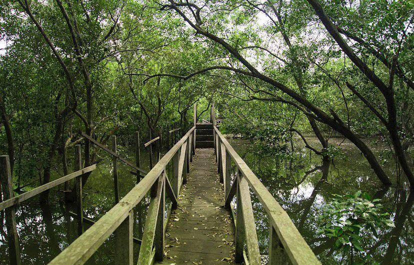 Hutan Mangrove Marga Sari (google.com/maps/Ikhsan Wibowo)