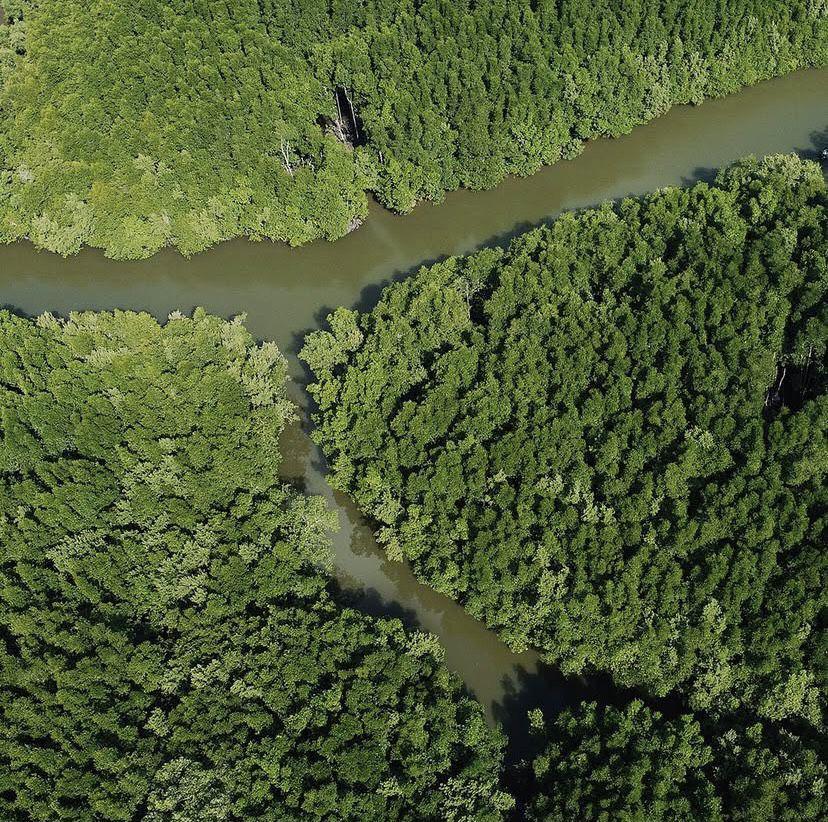 5 Wisata Hutan Magrove di Kalimantan Timur untuk Melepas Penat