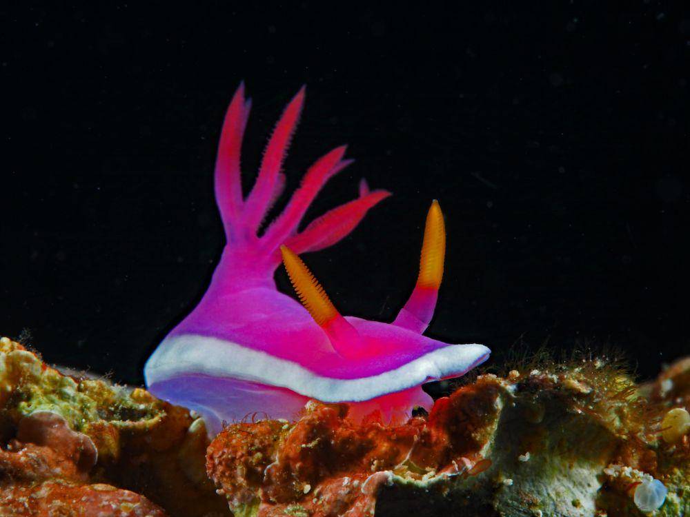 ilustrasi hypselodoris variobranchia (flickr.com/divemecressi)