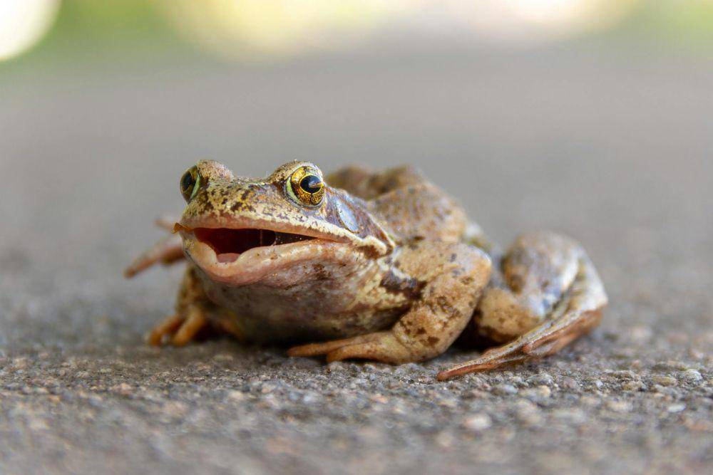 ilustrasi katak (pexels.com/Alexander Paramonov)