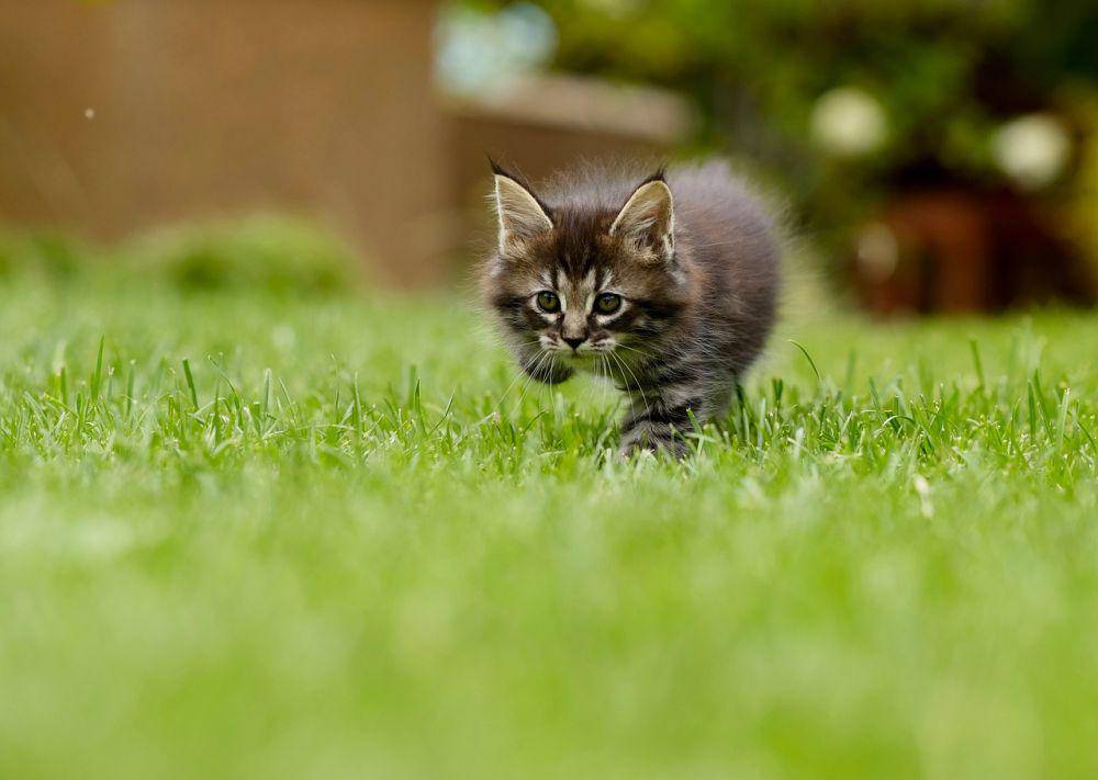 Ilustrasi kucing sedang bermain. (Pixabay.com/AlešHáva)