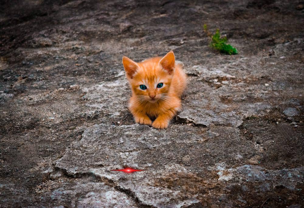 Biaya Memelihara Kucing di Indonesia, saat Dompet Diuji Tagihan Klinik