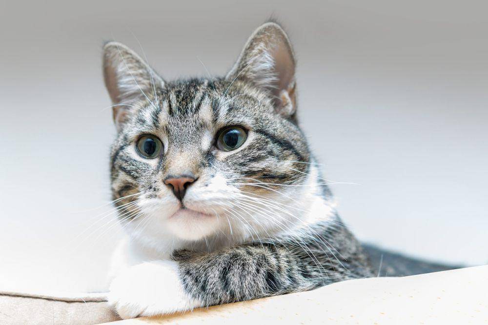 Ilustrasi kucing sedang bermain. (Pixabay.com/guvo59)